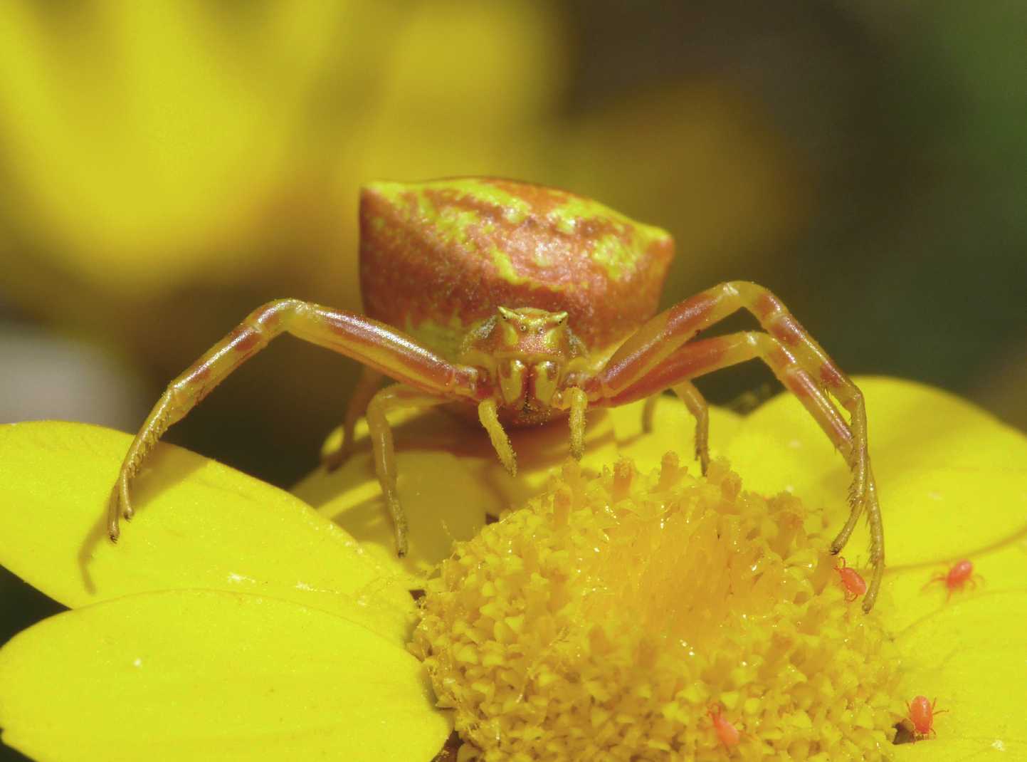 Cave araneam - Thomisus onustus